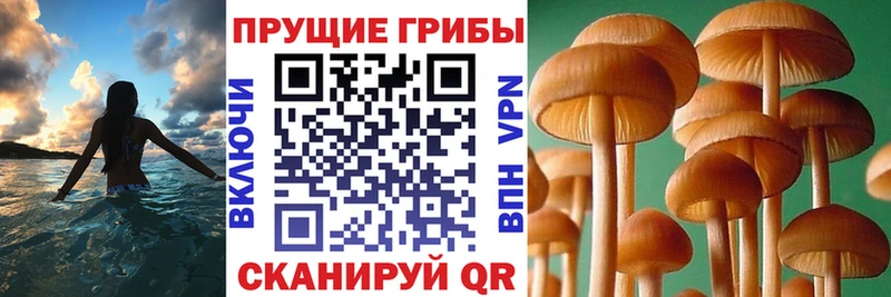 купить наркотики сайты  Полярный  Псилоцибиновые грибы GOLDEN TEACHER 